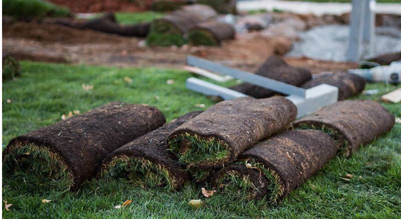 Several rolls of sod lie ready on the ground for installation in landscaping or gardening projects