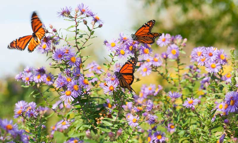 Asters in bloom in a garden with three butterflies