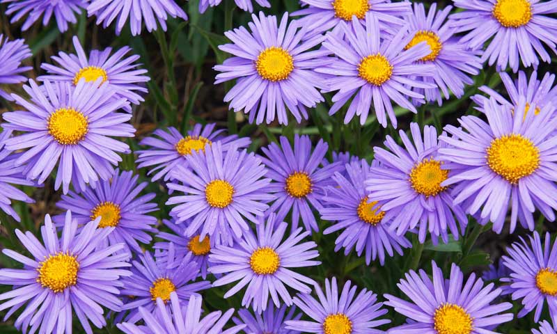 Lilac-colored asters in bloom in late summer