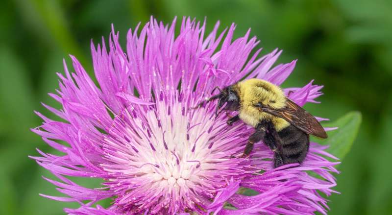 A bee gathering pollen from a purple flower illustrates the role of native plants in pest management