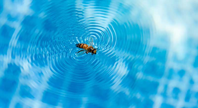 A bee in a swimming pool