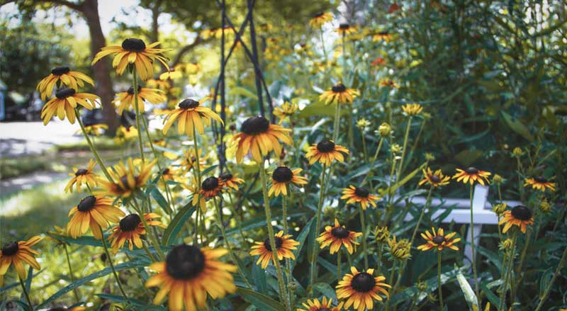 A garden filled with black-eyed Susans, highlighting their beauty and importance in native plant pest control