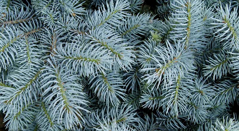 Closeup of a blue spruce evergreen