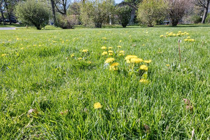 Overseeding a residential lawn in late summer