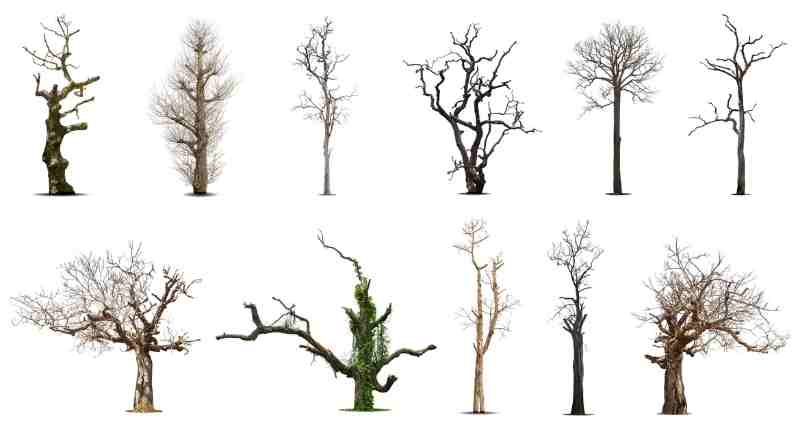 A collection of various bare, dead, and diseased trees