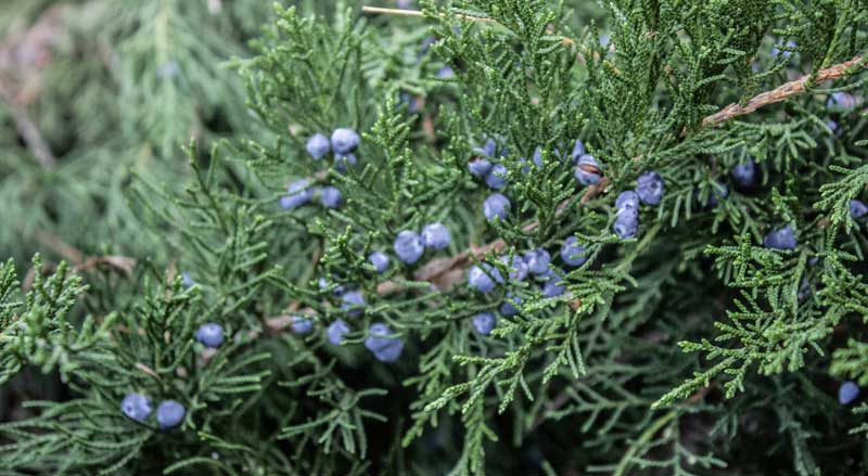 The eastern red cedar with berries
