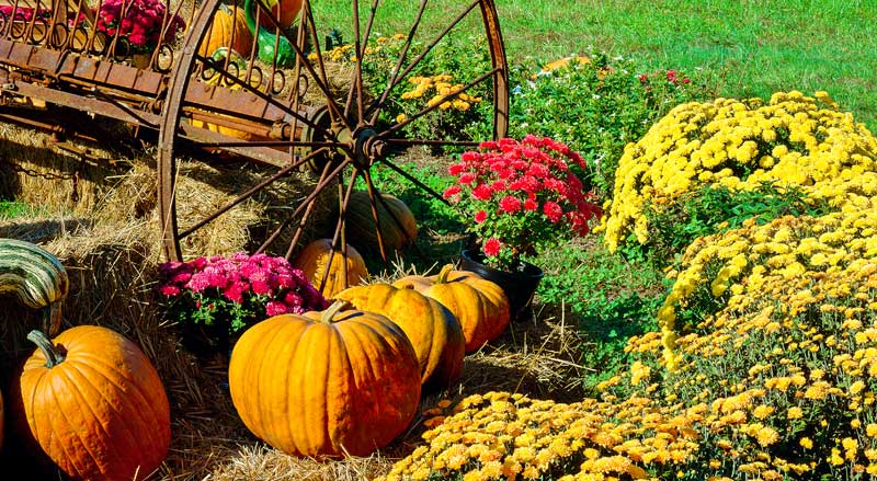 A fall garden decorated with colorful mums, pumpkins, and hay