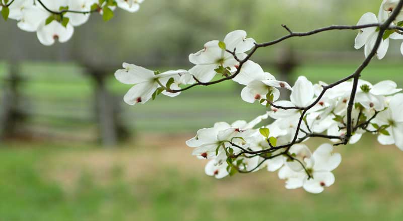 Flowering dogwood tree in New Jersey