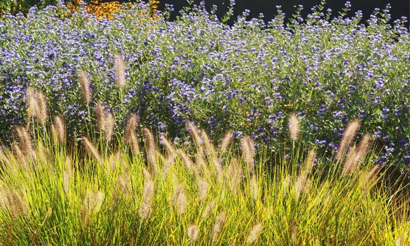 Attractive ornamental grasses in front of blue flowers