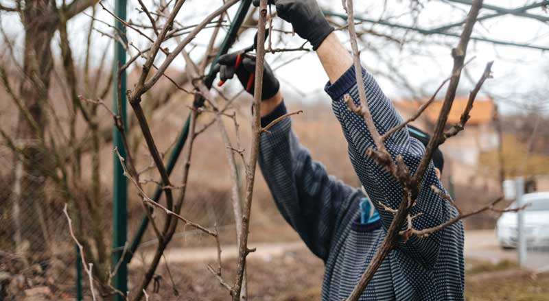 man pruning dead branches in Union NJ backyard