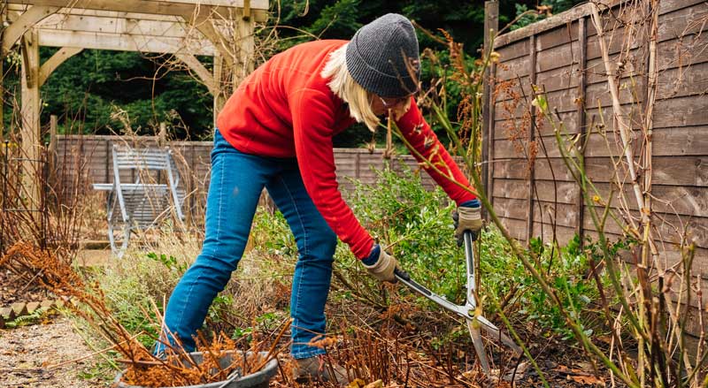 woman in red sweater pruning plants in garden with sheers