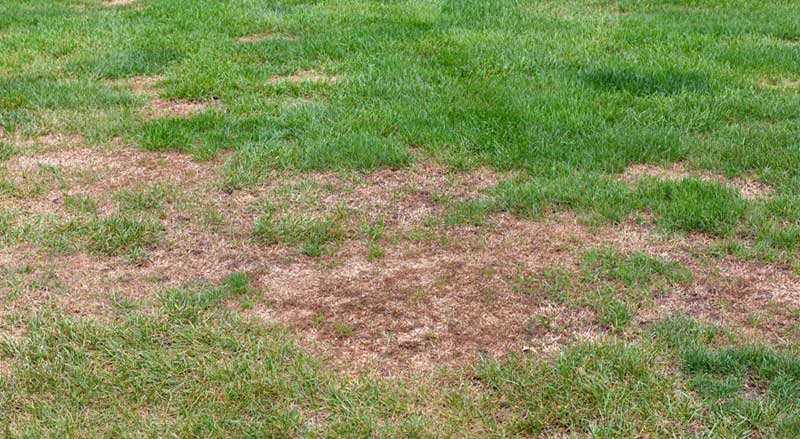 A lawn with patches of dead grass due to grub damage