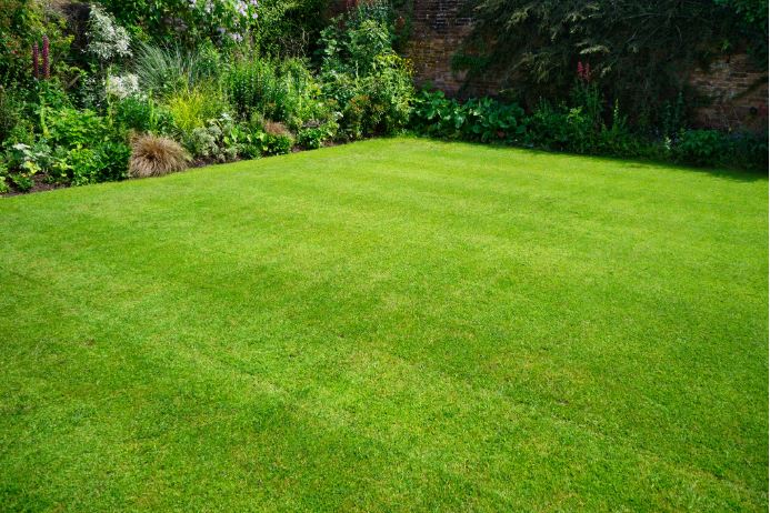 Sod installation during a residential lawn renovation