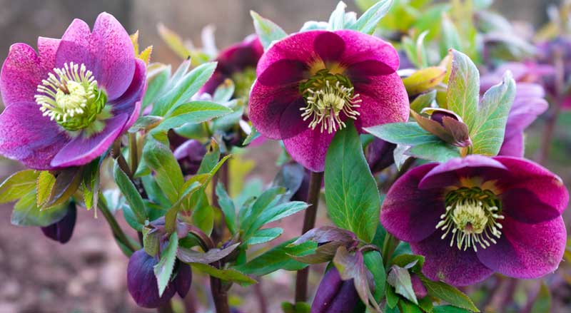 Closeup of hellebore plant with purple flowers