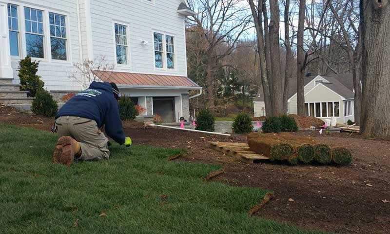 A landscaper installing sod on a front lawn