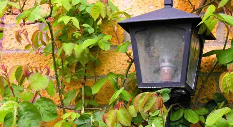 A landscaping light is being overgrown by an unpruned rose bush