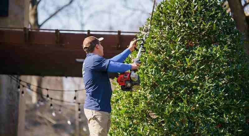 A Landscape Solutions employee is trimming a holly bush with special motorized equipment for the job