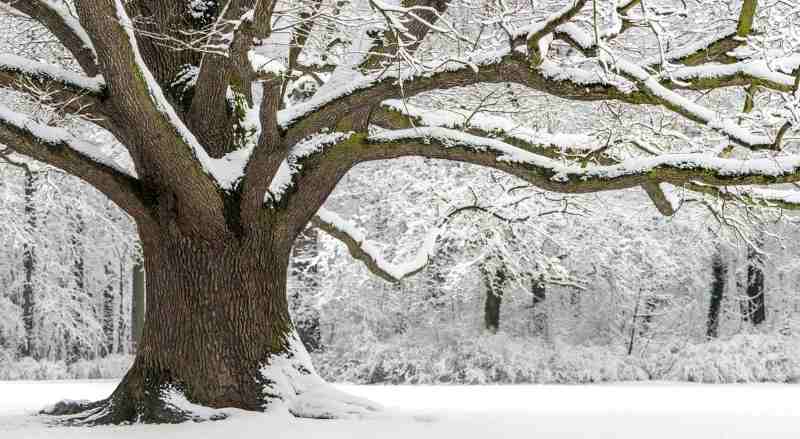 A large oak tree with its branches covered in snow