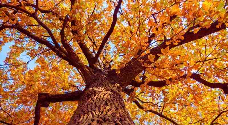 Large, mature oak tree with vibrant orange and yellow Fall colored leaves, viewed from below, standing at the trunk looking up towards the crown