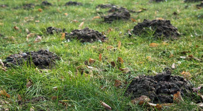 A lawn with damage from skunks and raccoons digging for grubs