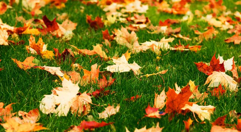 A green lawn covered with fallen leaves