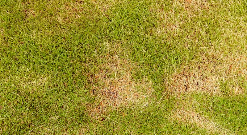 A lawn with brown spots and bare patches likely due to grubs