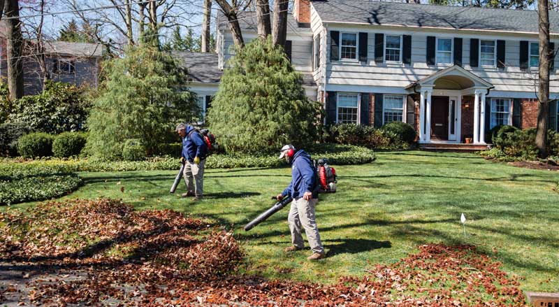 Landscaping crew performinga fall cleanup, using leaf blowers to clear leaves from the front yard of a large two-story suburban home