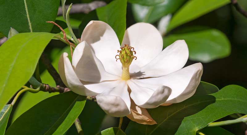 A closeup of a sweetbay magnolia tree flower