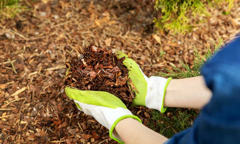 Person wearing gloves laying mulch around a tree with their hands