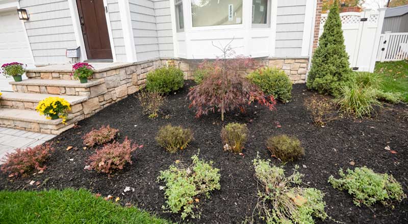 New plantings surrounded by mulch in the front yard