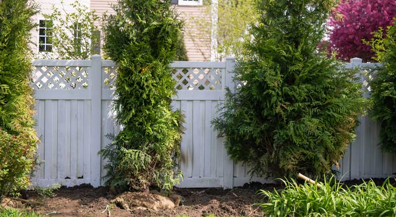 A privacy fence with fast-growing trees planted in front of it.