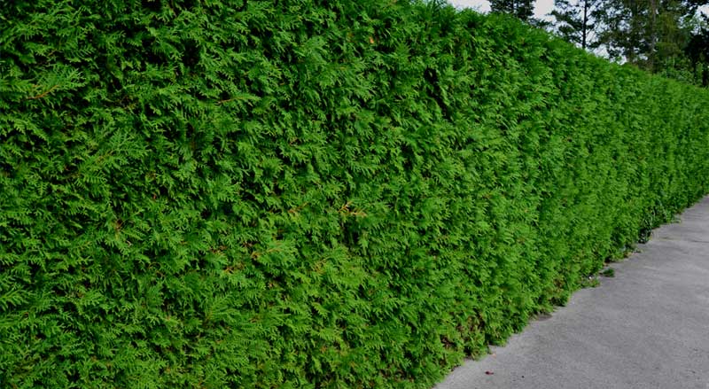 A tall evergreen privacy hedge