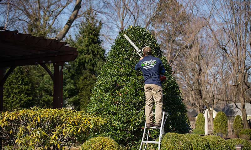 Landscaper pruning shrubs and trees in early spring