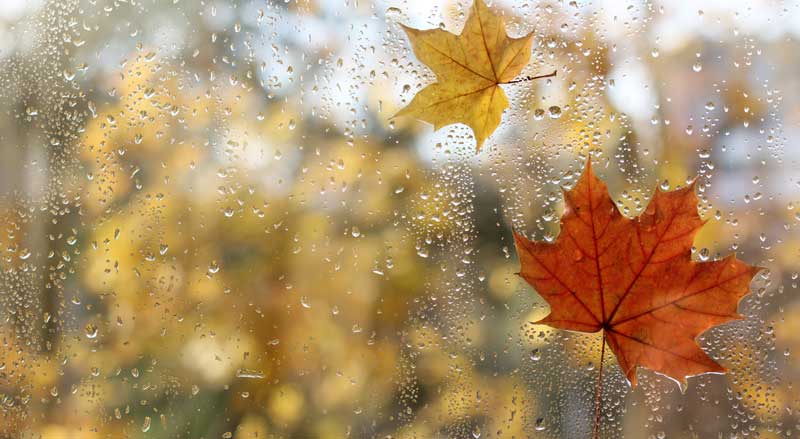 A window with maple leaves stuck to it during a fall rainstorm