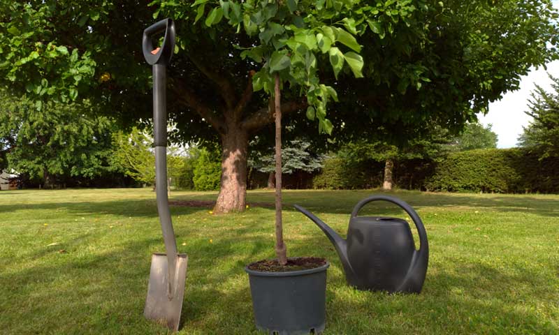 Potted young tree, shovel, and watering can on expansive lawn