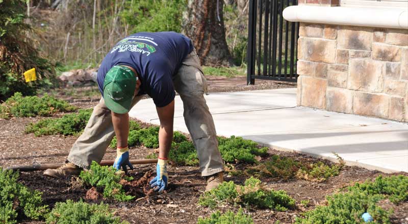 Professional landscaper performing seasonal bed maintenance and soil care around foundation plantings at a residential property