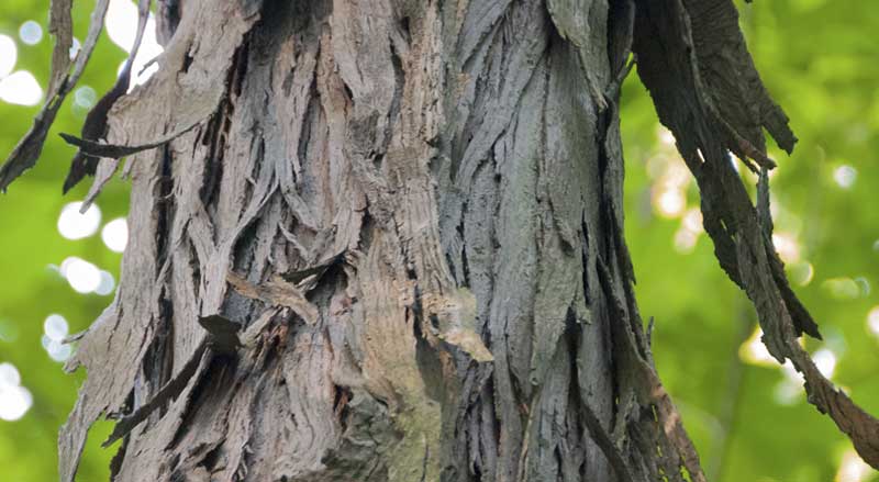 Closeup of the shagbark hickory tree bark