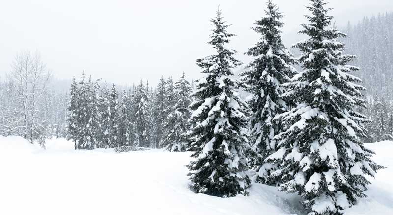 Evergreen trees covered with snow during a snowstorm