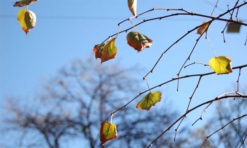 Trees in autumn with a few dying leaves against a blue sky