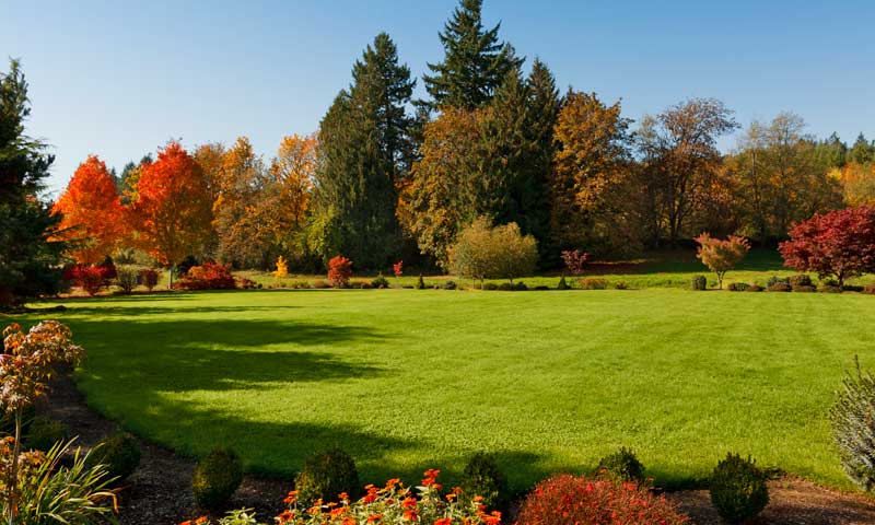 A beautiful expansive back yard with shrubs and trees in the fall