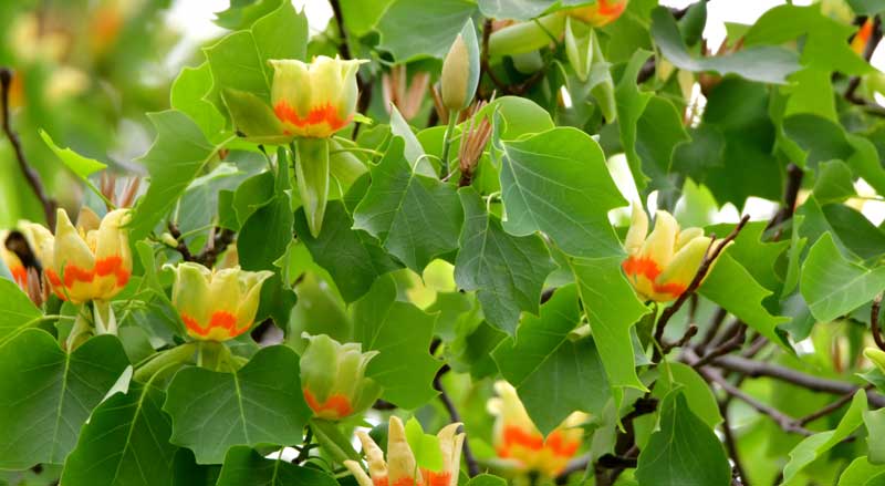 Yellow and orange flowers on a tulip tree