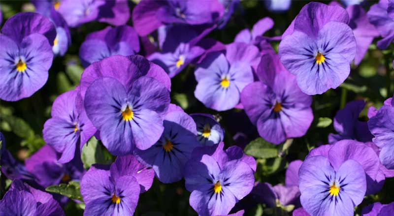 Closeup of violet flowers