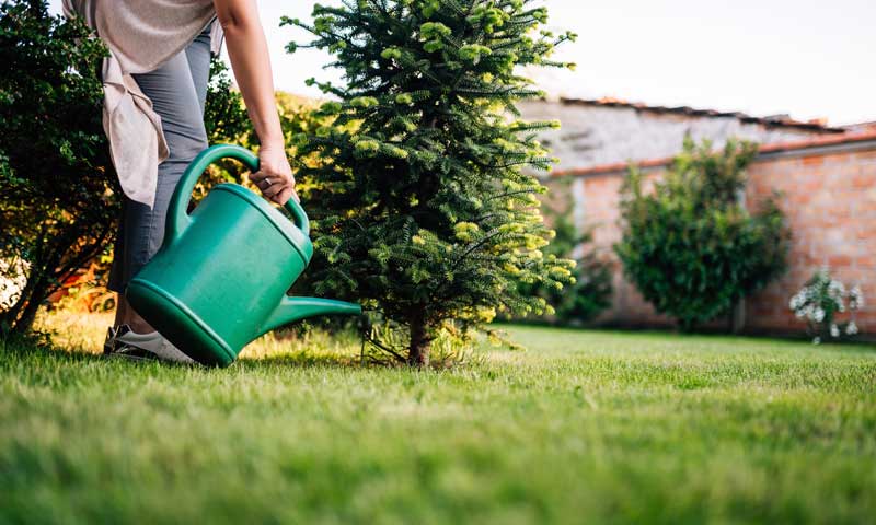A woman watering a new evergreen with a watering can