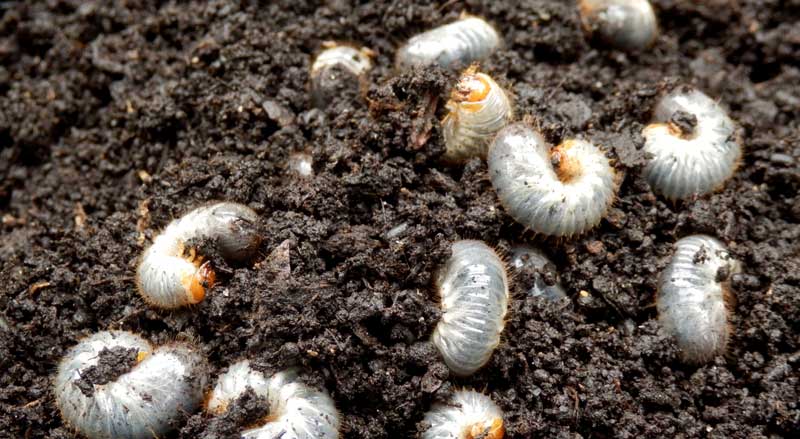 Closeup of white grubs in a patch of dirt