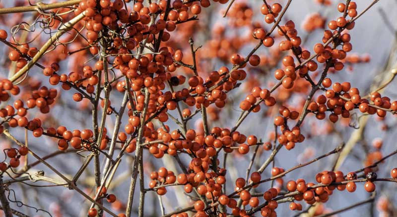 The winterberry holly in winter
