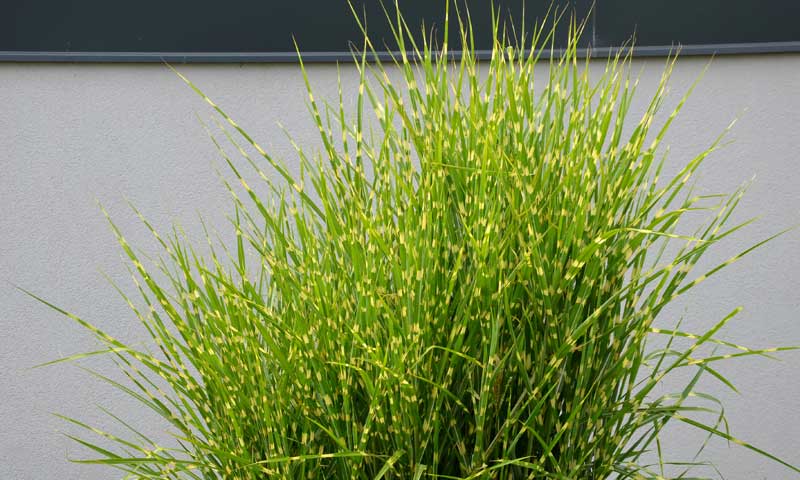A close up of Zebra Grass—a popular ornamental grass