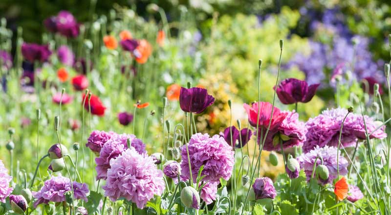 Colorful spring flower garden with blooming poppies and layered perennials, illustrating diverse plant choices for vibrant landscape design