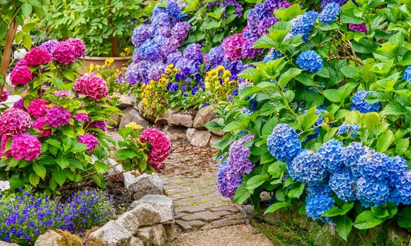 colorful-hydrangeas-on-garden-path