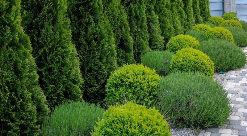 Evergreen arborvitae privacy hedge with neatly trimmed boxwoods and lavender, showing layers of plants within a landscape design