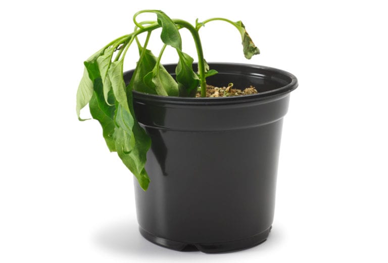 How To Tell If a Plant is Dead Can It Be Revived Landscape Solutions